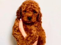 Toy poodle minyatür