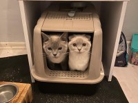 Scottish fold sağlıklı