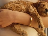 3 aylık maltipoo bebek