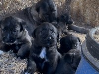 ÜST KALİTE SAFKAN SİVAS KANGAL YAVRULARIMIZ