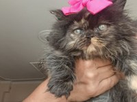 BAKMADAN GEÇMEYİN KEDİLERİMİZE