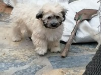 Çok zeki köpeğimiz