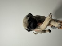 2 Aylık Pug Yavrular