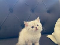 Yavru british shorthair