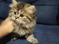 British shorthair ve longhair golden ve golden point yavru