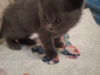 British shorthair kedisi