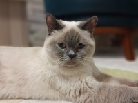 9 aylık british shorthair