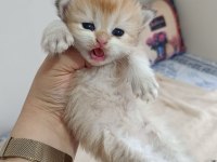 GOLDEN BRİTİSH YAVRULAR