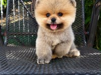 Orjinal Orange Pomeranian 
