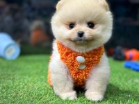POMERANİAN BOO BEBEKLER İYİSİ DEĞİL EN İYİSİ