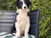 Petmode Köpek Çiftliğinden border coli yavrularımız