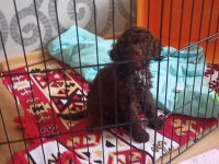 Lagotto romanglo