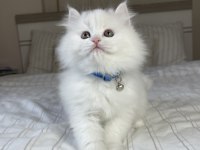 British Longhair Bebeklerimiz