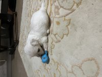 Korekan Maltese Terrier