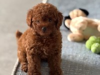 Tuvalet Eğitimli Poodle
