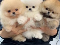 Pomeranian Boo Yavrularımız Evinizin Neşesi Olacaktır 