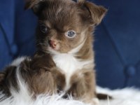 Orijinal Teacup Chihuahua yavrularımız