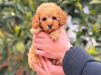 2 aylık altın dişi toy poodle yavrumuz