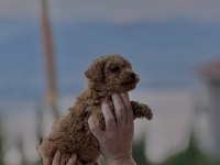 TOY POODLE YAVRUMUZ YENİ YUVASINA HAZIR