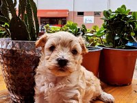 60 günlük orjinal maltipoo yavru