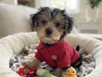Dişi ve erkek yorkshire terrier