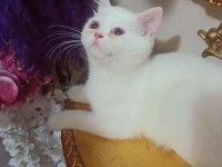 İRAN EXOTİC DİŞİ