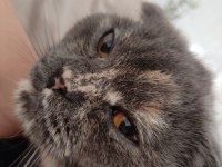 Ücretsiz sahiplendirme scottish fold