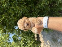 Orjinal Boy Teacup Maltese bebekler