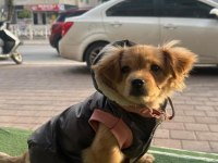 Pekinez ve fino kırması