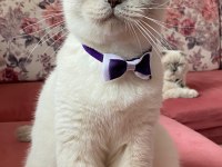Dişi British Shorthair Sahiplendirilecektir