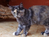 Maine coon kedimiz