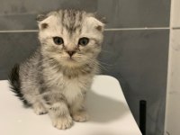 Anne Altından Silver Scottish Fold Yavrumuz