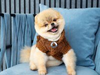 Show Kalite ORJİNAL TEDDY BEAR POMERANİAN BOO