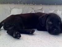 Cane Corso Black İtalyan Mastifi