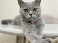 British shorthair