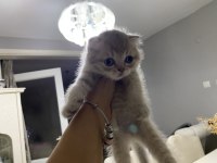 Güzelliklerime yuva arıyorum