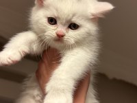 Son iki scottish fold kardeş yeni yuvalarını arıyor