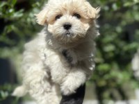 ORJİNAL TATLI MALTİPOO YAVRU