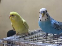 Kanarya Sarısı Dişi Muhabbet Kuşu 11 Aylık