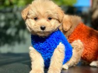 IRK GARANTİLİ MALTİPOO YAVRULAR