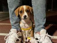 YUNAN KOLONİ KÖPEĞİ 2.5 AYLIK