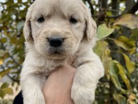 Bebek Yüzlü Golden Retriever Yavrular
