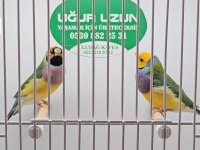 Her renk iri jumbo gouldian finch (Gökkuşağı İspinozu)