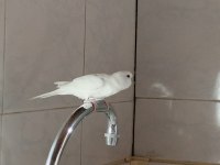 SAFKAN BEYAZ MUHABBET KUŞLARI