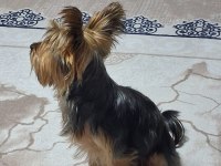 Yakışıklı erkek yorkshire terrier