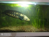 Channa yellow marulioides Türkiye de tek
