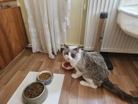 İki Adet Erkek Ragdoll Blue Bicolor Yavrumuz Kaldı