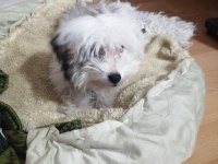 Morkie 6 aylık