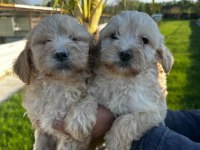 Maltipoo bebekler
