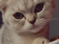 Tuvalet eğitimli scottish fold yavrumuz yeni yuvasını arıyor